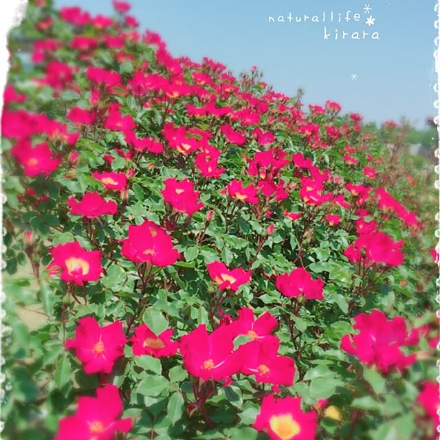 kiraraさんの実例写真