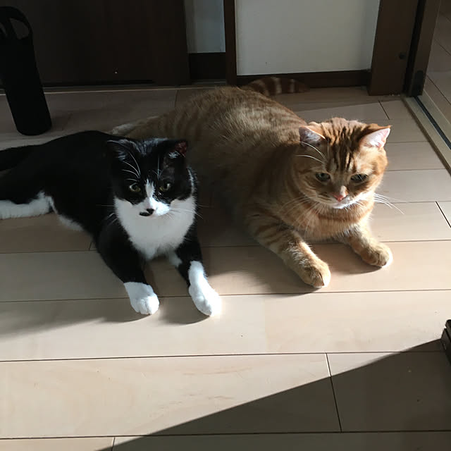 nekoさんの実例写真