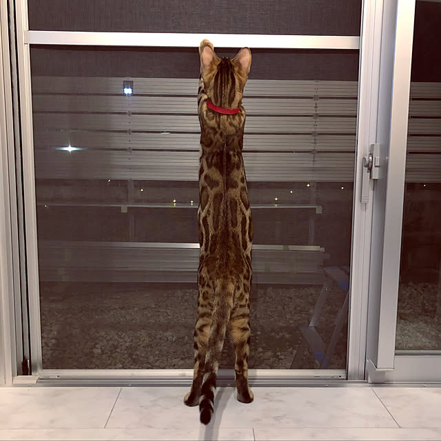iranさんの実例写真