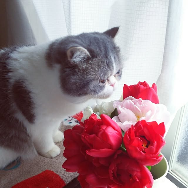 otoさんの実例写真