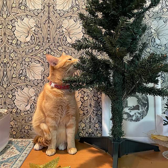 okogeさんの実例写真