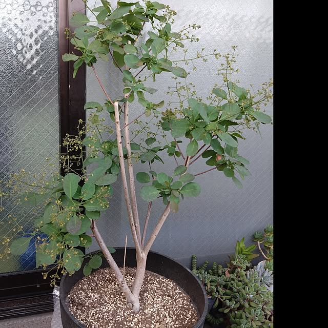 garden.numaさんの部屋