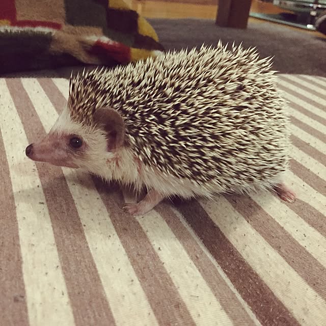 yu_kiさんの実例写真