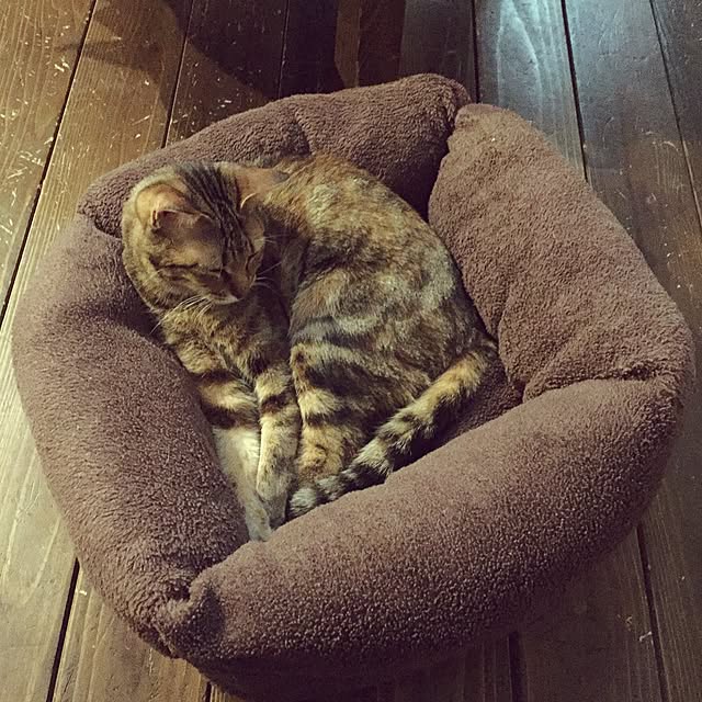 picakoさんの実例写真