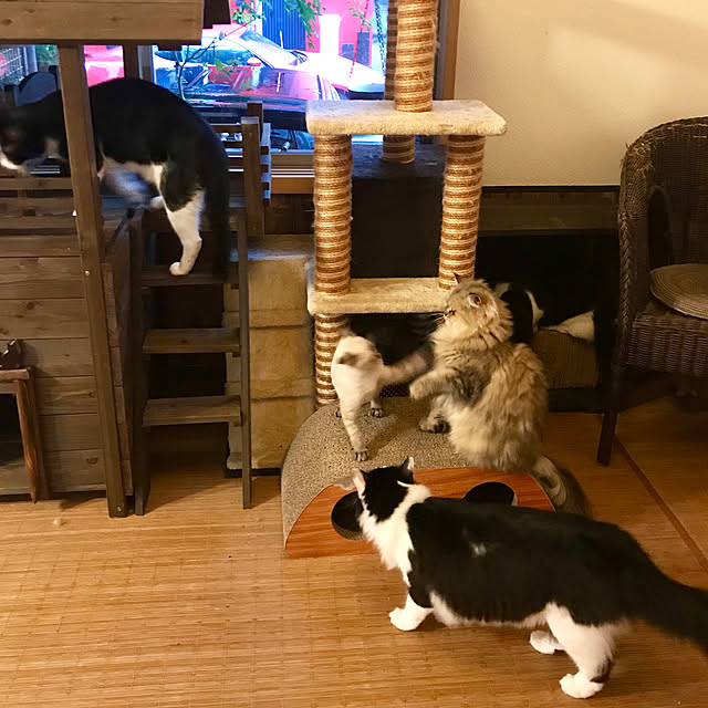 butachanさんの実例写真