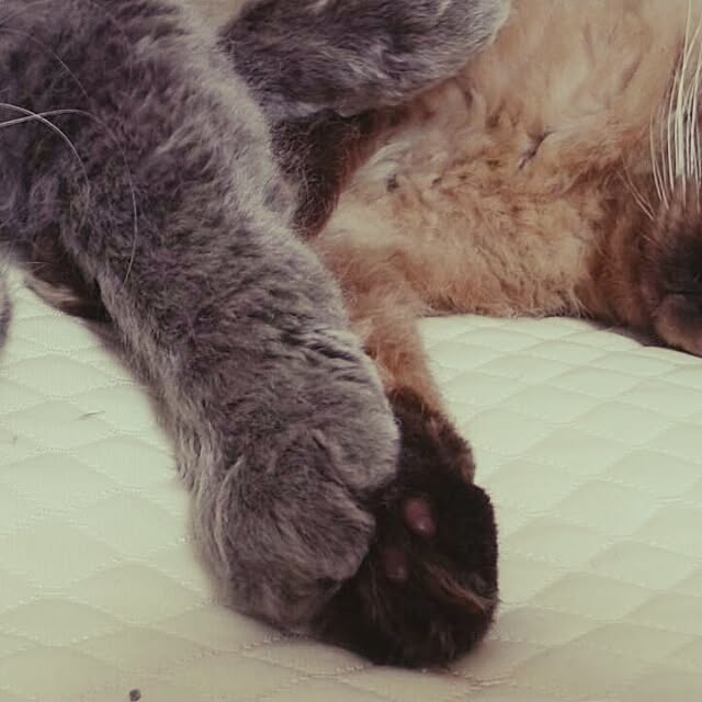 mochiさんの実例写真