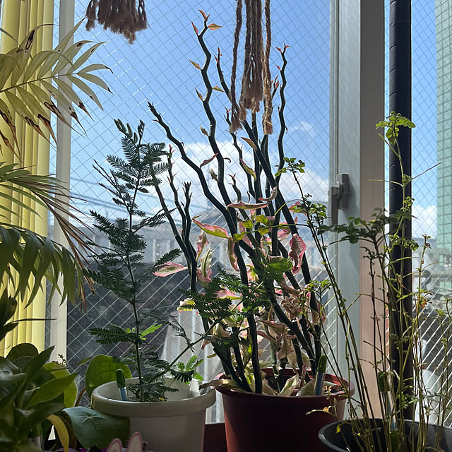 khaiさんの部屋