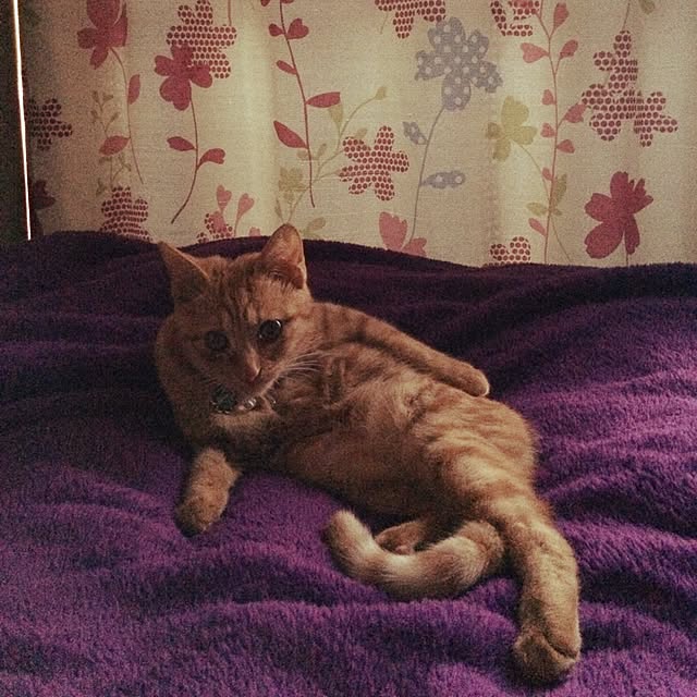 miksukeさんの実例写真