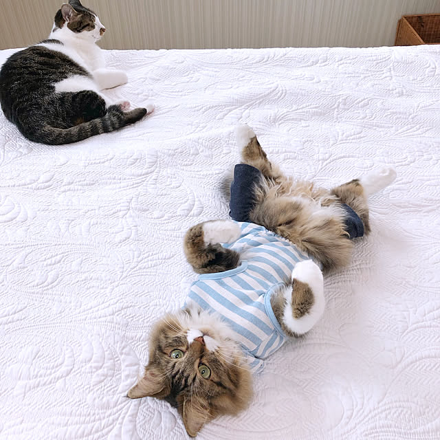 yuchiさんの実例写真