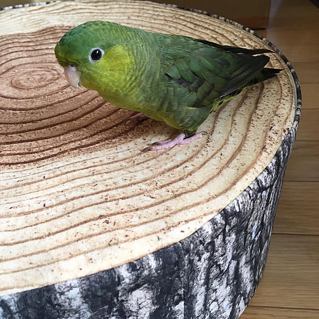pottoriさんの実例写真