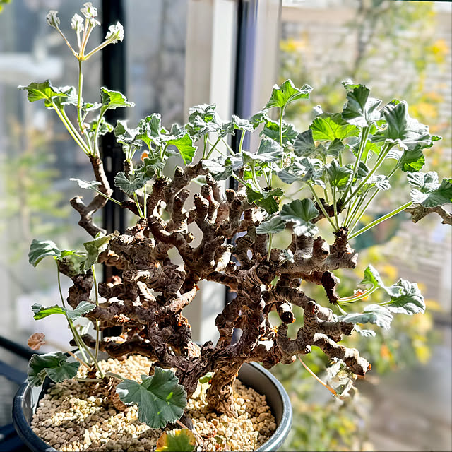 nuruiさんの実例写真