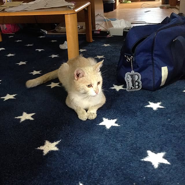 midoroさんの実例写真