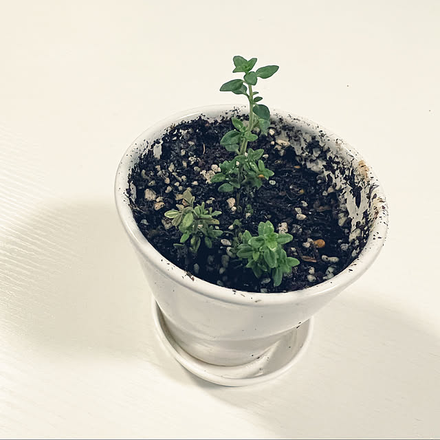 ハーブ/おせちの副産物/植え替え/水差し/タイム...などのインテリア実例 - 2023-01-22 19:41:36