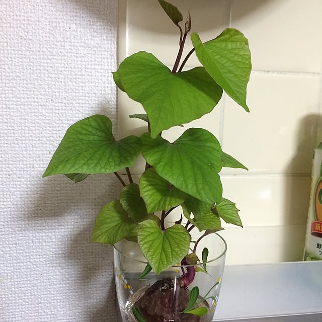 Hamiiさんの実例写真