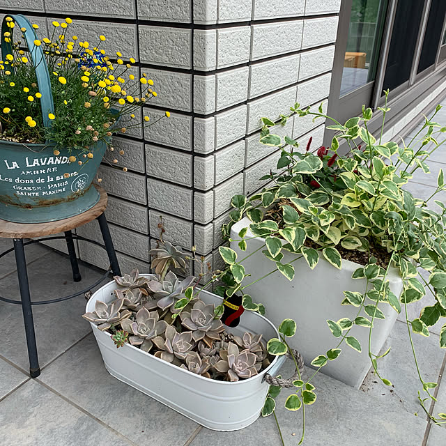 多肉植物/花ほたる/セキスイハイム/いいね♪いつもありがとうございます❤️/緑のある暮らし...などのインテリア実例 - 2019-06-03 09:59:09