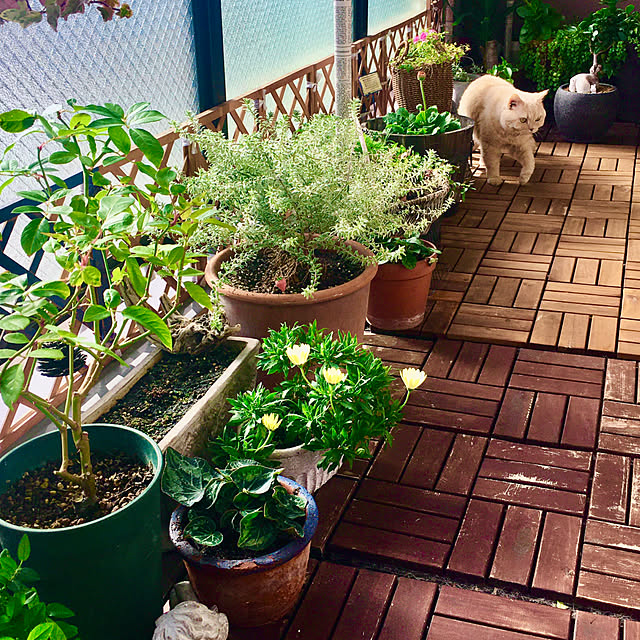 naokoさんの部屋