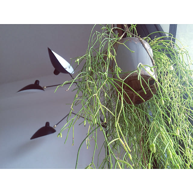 ベッド周り/セルジュムーユ/一人暮らし/植物/自然...などのインテリア実例 - 2019-03-29 07:52:02