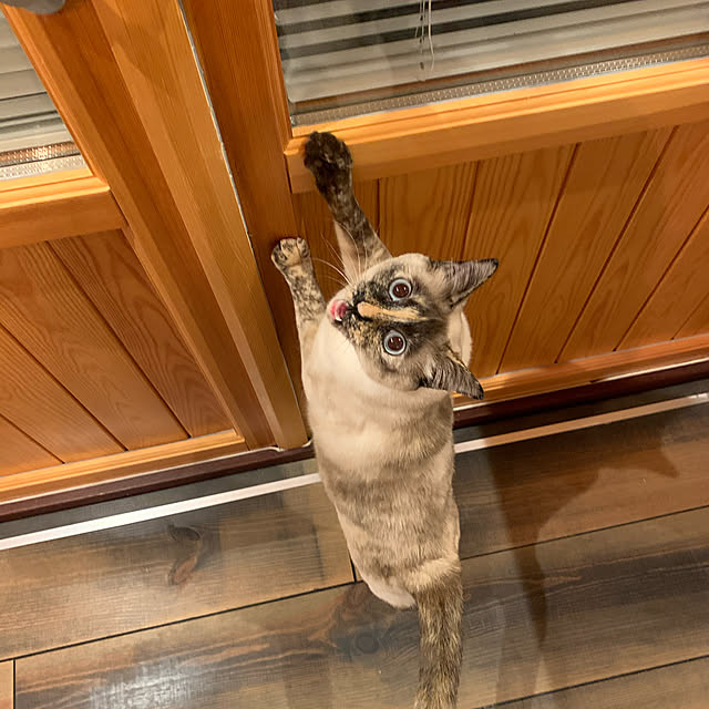 miyaさんの実例写真