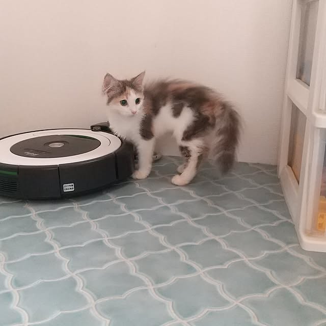 tora3さんの実例写真