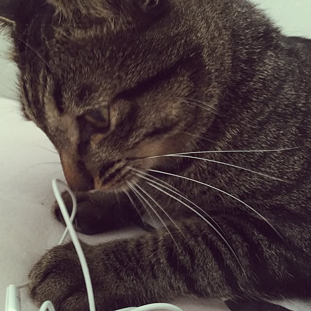 nyan.73さんの実例写真
