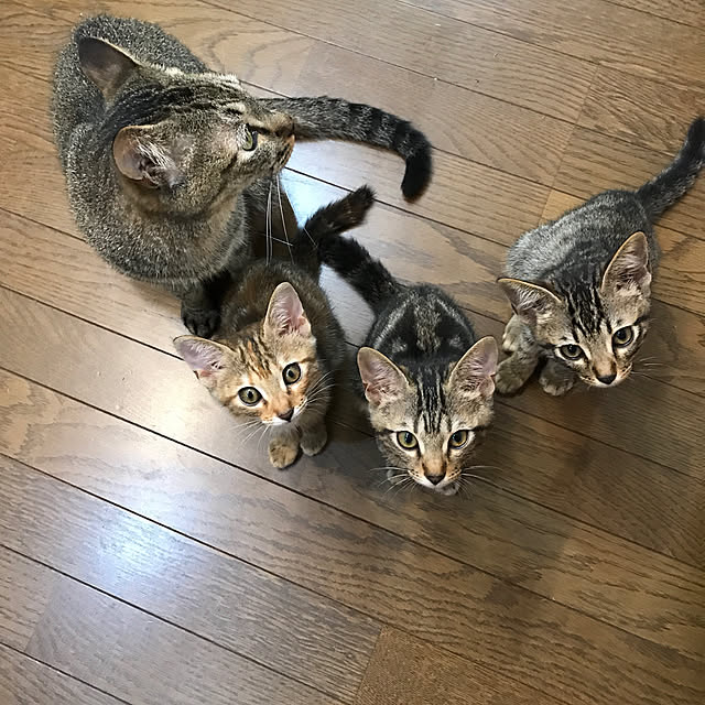 pepeさんの実例写真
