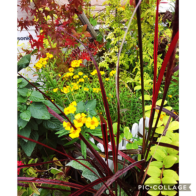 秋/紅葉/フォロワーさんに感謝♥/見て下さってありがとうございます♡/いいね！に心から感謝です*✻*...などのインテリア実例 - 2020-11-08 20:48:04
