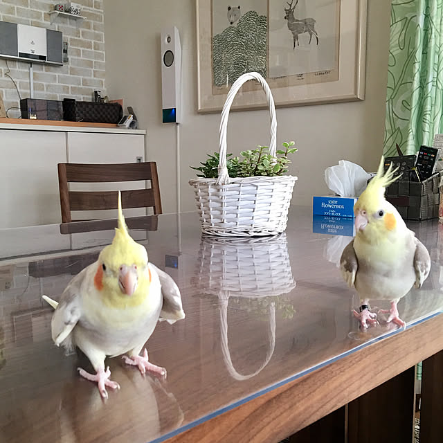 puriyuzuさんの実例写真