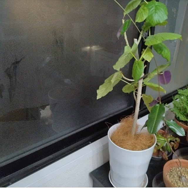 m.mさんの実例写真