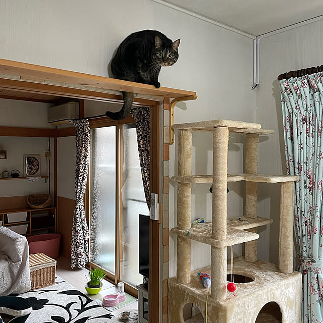 momocchiさんの実例写真