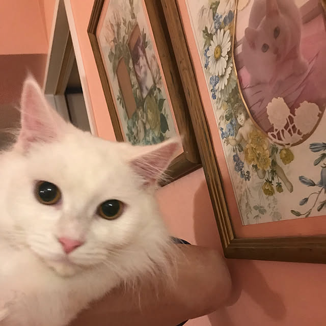 sakuraさんの実例写真