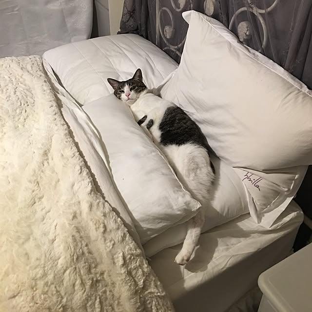 Shihoさんの実例写真