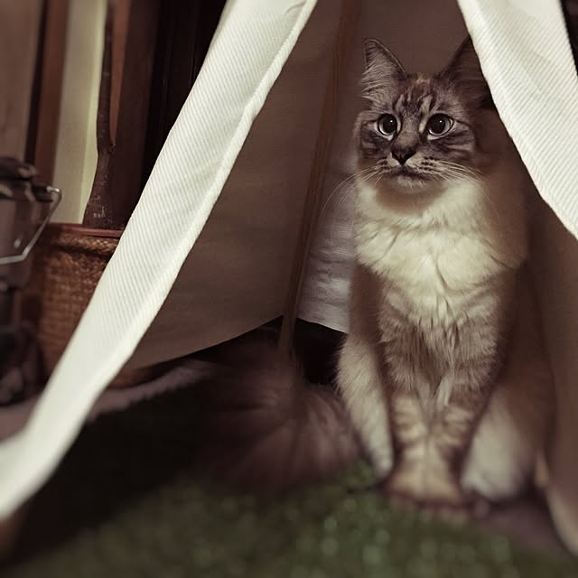 chikoさんの実例写真