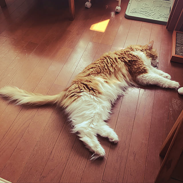 uchidaizuさんの実例写真