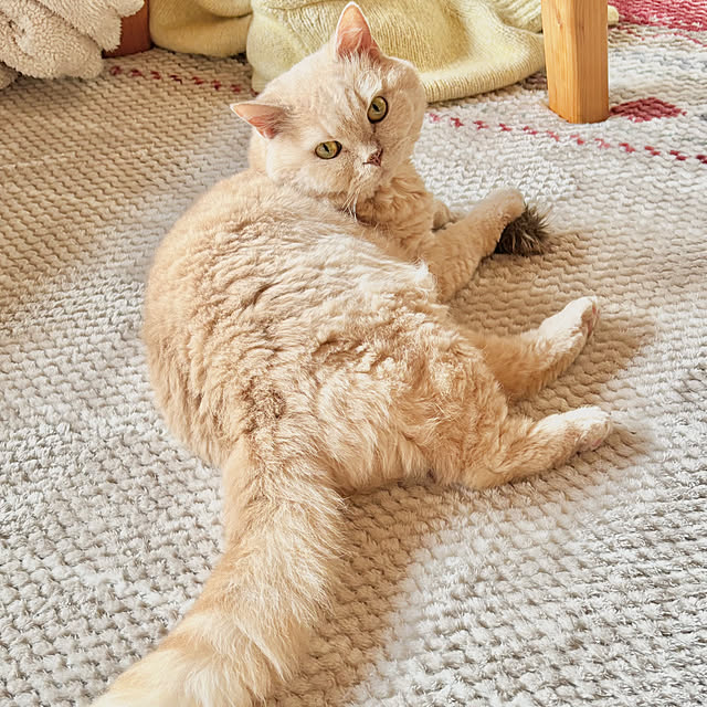 naokoさんの実例写真