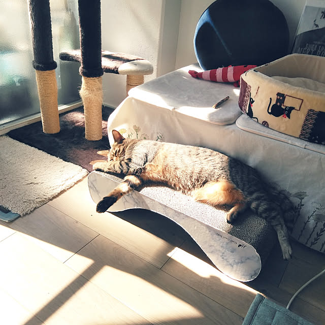 futukoさんの実例写真