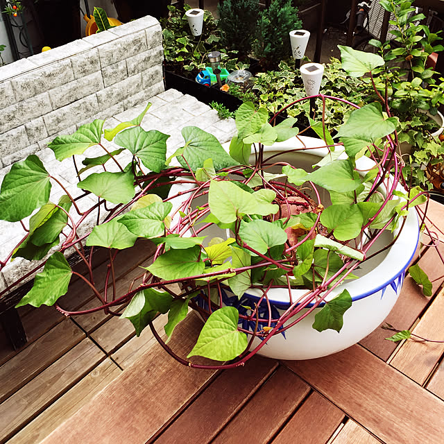 araimama-01170520さんの実例写真