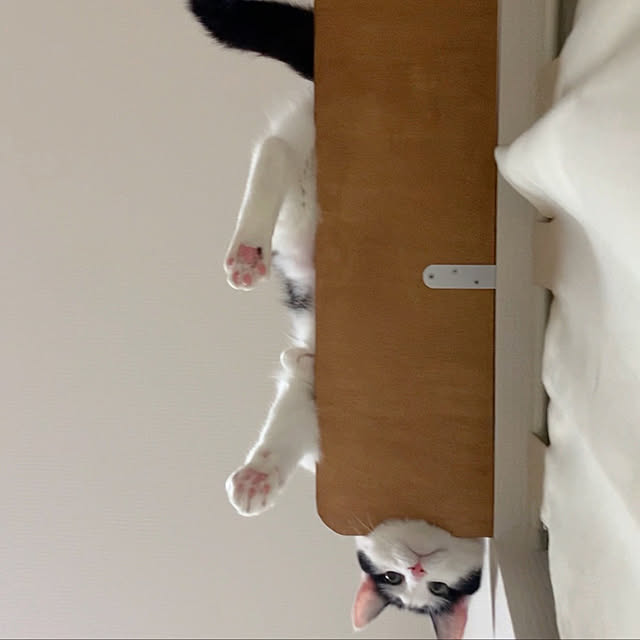 harukaさんの実例写真