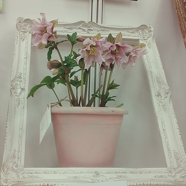 yukkoさんの実例写真