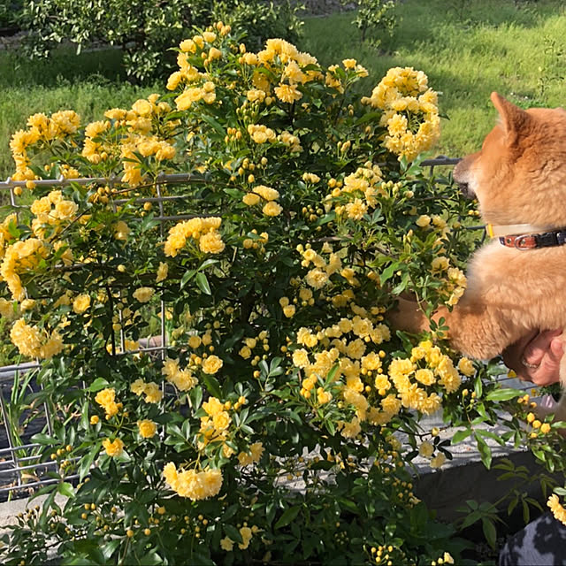 banbinaさんの実例写真