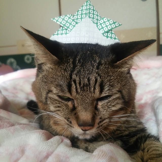 kittenblueさんの実例写真