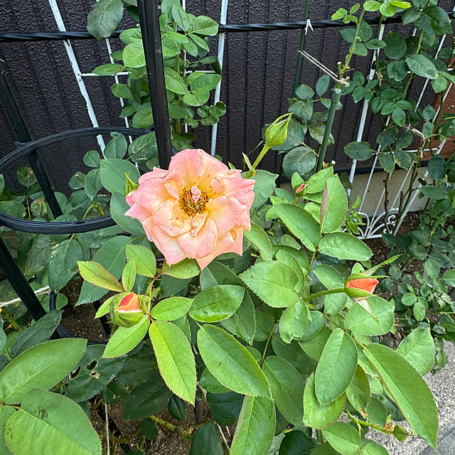 RoseLife5818さんの部屋