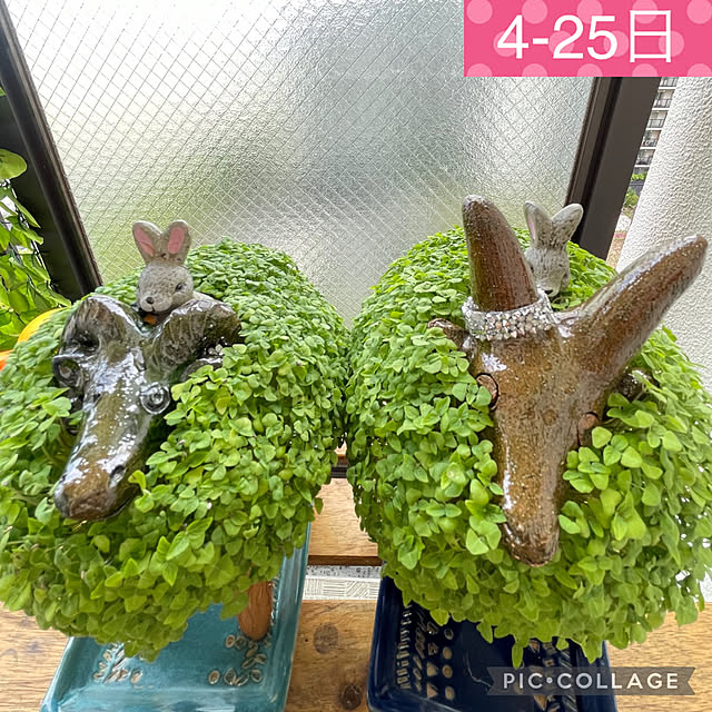 aureaさんの実例写真