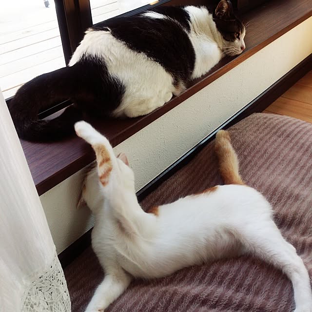 minkokoさんの実例写真