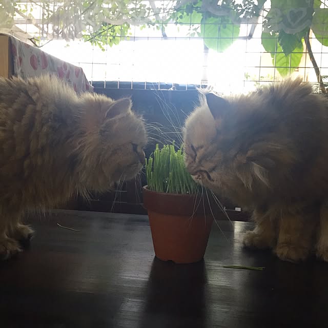 butachanさんの実例写真