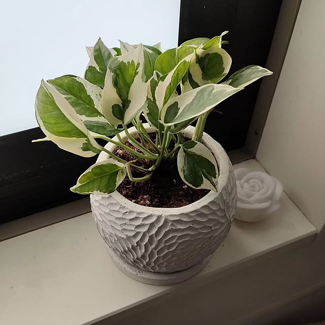 coco.Apartmanさんの部屋