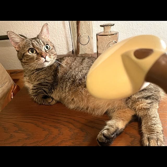 kajikissaさんの実例写真