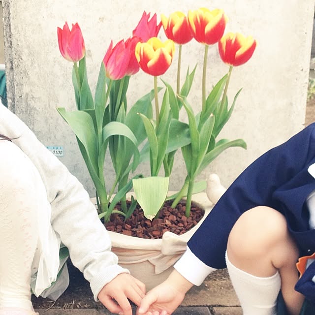 実例写真