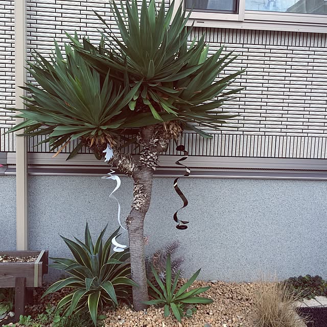 Erinacchosさんの実例写真