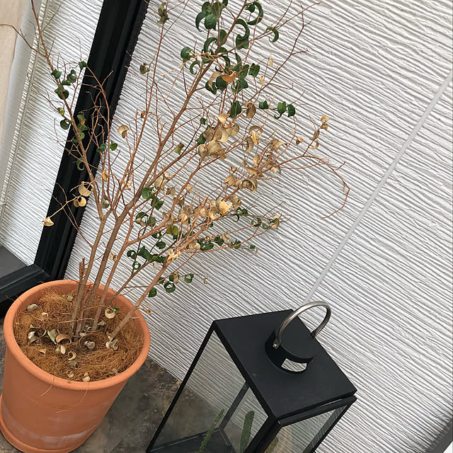 misamariさんの実例写真