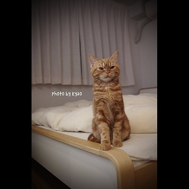 kyaoさんの実例写真